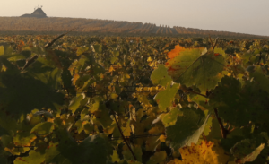 Rosa Coeli Vino Historie 3